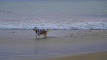 fornido perro corriendo en el playa lento movimiento video