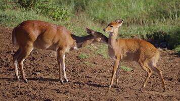 bushbuck antílope cuidando para un cachorro safari Kenia video