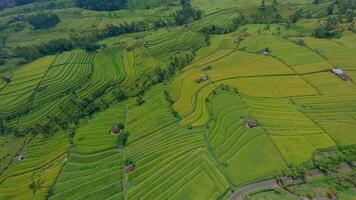 Rice terraces indonesia view from fpv drone video