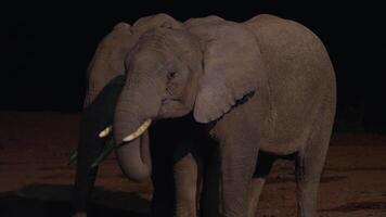 Elefanten beim Nacht im Kenia National Park schleppend Bewegung video