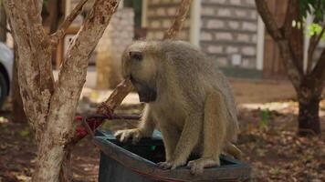 Baboon picking at the trash Kenya monkey through garbage video