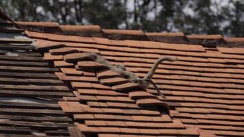 Mother and baby baboon walking on the roof of the house video