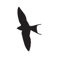 Swallow logo design vector