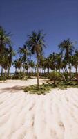 zanderig strand met palm bomen en blauw lucht video