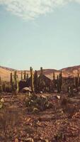 Desert Landscape With Cactus Trees and Mountains video