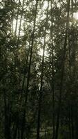 Sunlight Filters Through Trees in Bamboo Forest, vertical video