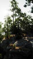 Sunlight Filters Through Trees on Rocky Hill video