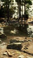 Rocky Stream Flowing Through Forest video