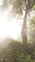 Sunlight Streaming Through a Misty Forest at Dawn video