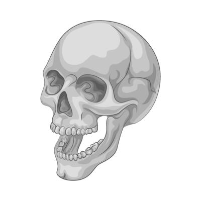Illustration of skull
