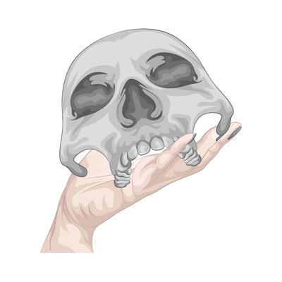 Illustration of skull
