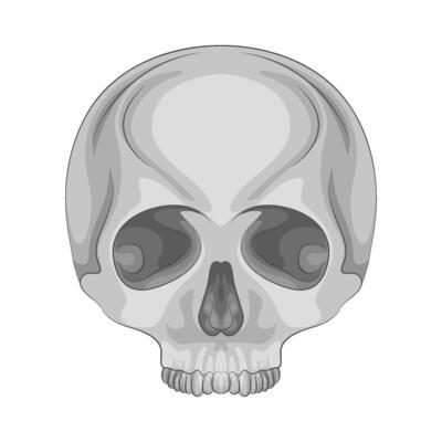 Illustration of skull