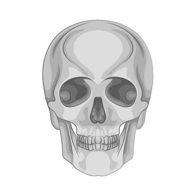 Illustration of skull