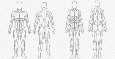 masculino y hembra figura con anatómico músculos frente y espalda ver conjunto vector