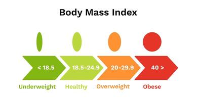 Body mass index scale. Infographics of underweight and normal weight vector