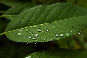 rain droplets on green leafs in garden photo