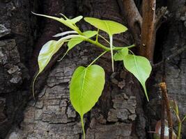 close shot of banyan trees fresh green leaves isolated on tree trunk photo