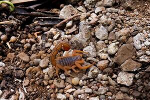 closeup view of scorpion isolated on surface photo