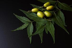 green neem leaves, nuts isolated on black background photo
