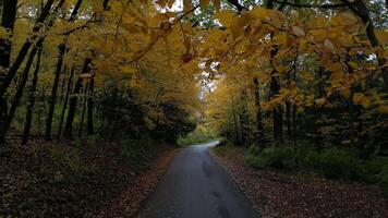 Drone View of Fall Colors video