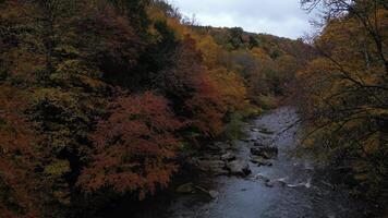 Drone View of Fall Colors video