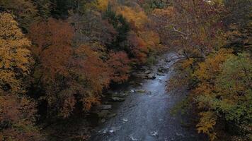 Drone View of Fall Colors video