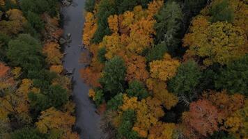 Drone View of Fall Colors video
