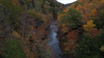 Drone View of Fall Colors video