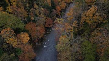 Drone View of Fall Colors video