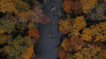 Drone View of Fall Colors video