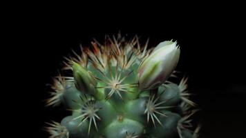 Time lapse of pink cactus flower plant, in the style of black background. video