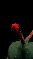 Cactus flower blooming vertical time lapse . video