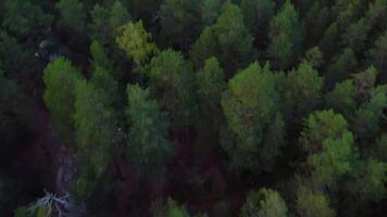 aéreo lindo Visão do tranquilo floresta panorama. zangão vôo frente sobre verde Copa das árvores e rio. verão natureza com uma lagoa e pinho conífero floresta video