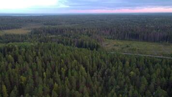 antenne visie van naald- groen Woud en zonsondergang avond lucht met roze wolken. top visie van drone. zomer landschap met spar, pijnboom bomen. natura van centraal Europa video