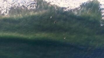 Top view of three surfers going into the sea on their surfboards in search of waves. Transparent turquoise water. Concept of summer water sports video