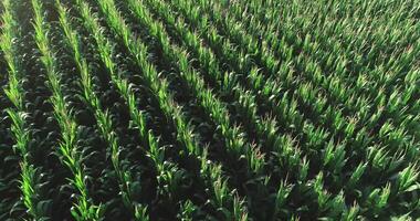 drone of a corn field in summertime, aerial footage video