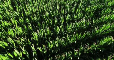 zangão do uma milho campo dentro horário de verão, aéreo cenas video