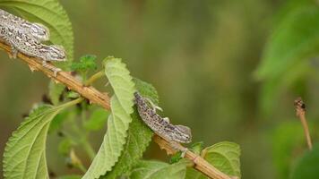 Little chameleons babies walking in a branch video