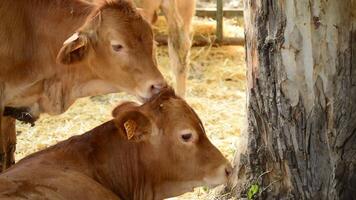 Two small calves licking yourself in a barn in a cattle fair video