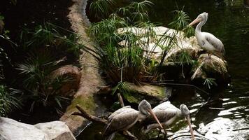 Spot billed pelicans birds or grey pelicans in a river - Pelecanus philippensis video