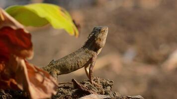 shot on chameleon or Javanese calotes sunbathing in the morning video