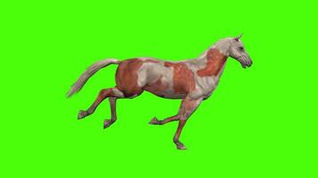 Horse Gallop Run Animation Green Screen video