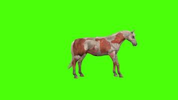 cheval agité animation vert écran video