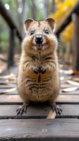 Whimsical Woodland Creature. A Quokka's Charming Gaze photo