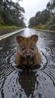 A Gentle Soul Amidst the Rain on a Quiet Road photo