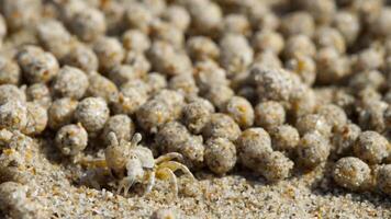 Crab eats, dining on sand microorganisms. Sand crab is forming sand balls, leaving a pattern of spheres on a sunny beach video