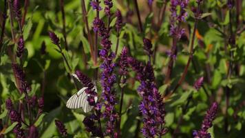 hermosa imágenes de un blanco mariposa en púrpura flores en un soleado verano día video