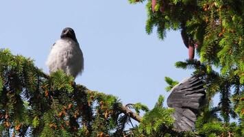 Two crow birds sit on a coniferous branch and preen their feathers on a sunny summer day video