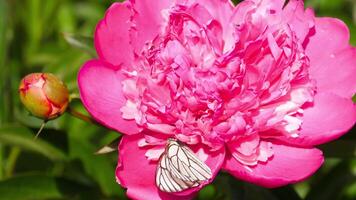 Footage of a butterfly on a pink peony flower, close-up. Summer nature concept video