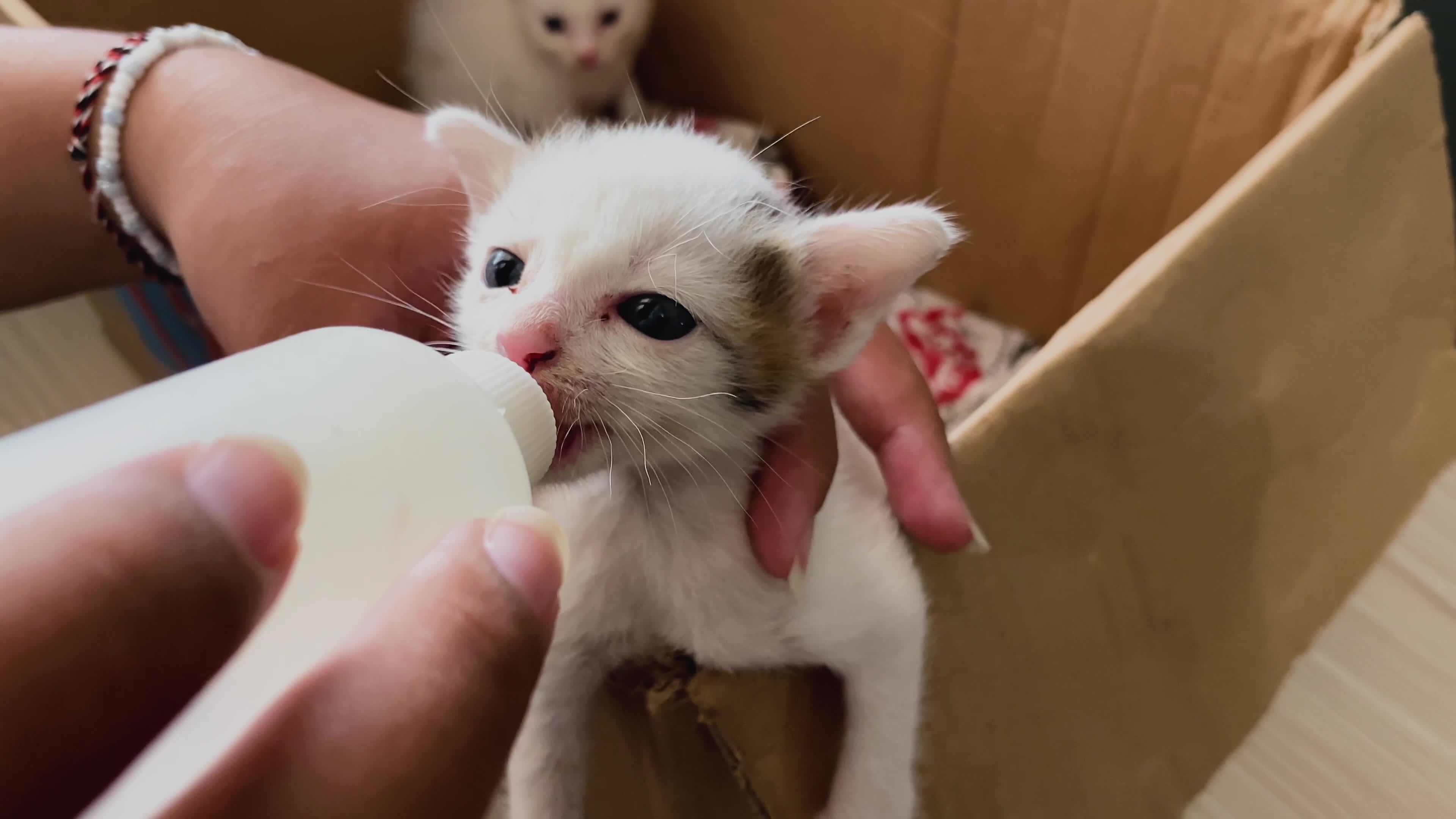 Woman hand feeding milk from the bottle to baby kitten. Hand feeding a